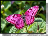 Różowy, Motyl, Liście, Grafika