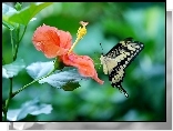Kwiat, Hibiskus, Motyl, Paź królowej