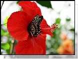 Hibiskus, Motyl