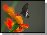 Czarny, Motyl, Papilio polytes romulus - Indian Common Mormon, Pomarańczowy, Kwiat, Popielate, Tło