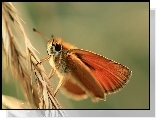 Karłątek Leśny, Motyl, Owad