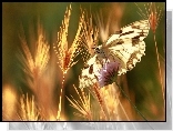Motyl, Kłosy, Zboża