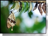 Motyl, Kokony, Blask