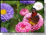 Motyl, Kolorowe, Kwiaty