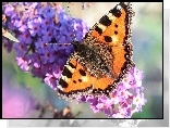 Rusa�ka pokrzywnik, Motyl, Kwiaty