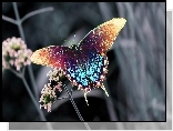 Kolorowy, Motyl