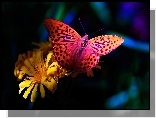 Motyl, Kolorowy, Kwiat