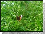Kolorowy, Motyl, Zielone, Liście