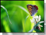 Trawa, Koniczyna, Motyl, Modraszek