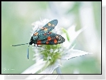 Kraśnik Sześciokropek, Motyl, Owad