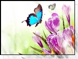 Kwiaty, Krokusy, Motyl