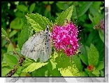Krzew, Pęcherznica kalinolistna, Motyl, Bielinek