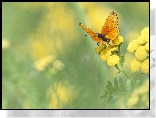 Kwiat, Wrotycz, Pomarańczowy, Motyl, Czerwończyk dukacik