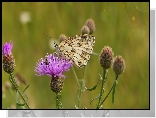 Motyl, Polowiec szachownica, Kwiat, Chaber driakiewnik