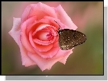 Kwiat, Róża, Różowa, Motyl Euploea core
