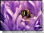 Fioletowy, Kwiat, Pszczoła
