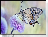 Motyl, Paź królowej, Kwiat, Fioletowy, Makro