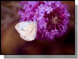 Motyl, Bielinek, Kwiat, Makro
