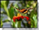 Kwiat, Motyl