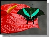 Motyl, Kwiat, Anturium