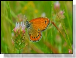 Kwiat, Koniczyna, Brązowy, Motyl, Makro