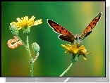 Motyl, kwiat, gąsienica