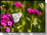 Motyl, Kwiat, Goździk