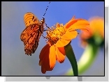 Motyl, Kwiat, Makro