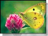 Motyl, Kwiat, Skrzydła
