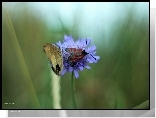 Kwiat, Motyl, Owad, Skrzydła