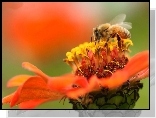 Pomarańczowy, Kwiat, Pszczoła