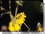 Pszczoła, Kwiat, Lato