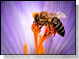 Pszczo�a, Kwiat, Nektar