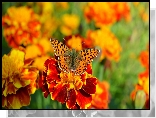 Kwiat, Aksamitka, Motyl, Argynnis, Rozmyte tło