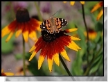 Kwiat, Rudbekia, Motyl, Rusałka, Osetnik