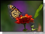 Motyl, Monarcha, Kwiatek, Cynia