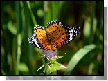 Motyl, Kwiatek, Listki