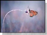 Kwiatek, Motyl