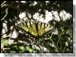 Motyl, Paź, Królowej
