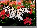 Motyl, Kwiatki, Czerwone