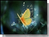 Motyl, Kwiatki, Grafika