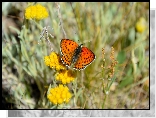 Kwiaty, Motyl, Czerwończyk nieparek
