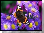 Fioletowe ,Kwiaty, Motyl