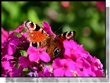 Fioletowe, Kwiaty, Motyl