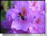 Fioletowe, Kwiaty, Rododendron, Pszczoła