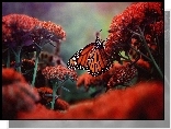 Kwitnące, Kwiaty, Motyl, Monarch