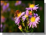 Kwiaty, Fioletowe, Jesienne, Astry marcinki, Pszczoła