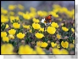 Kwiaty, Motyl