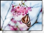 Kwiaty, Owocowego, Drzewa, Motyl, Makro