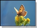 Motyl, Kwiaty, Grafika